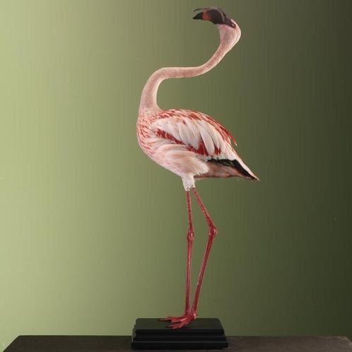 Flamingo Taxidermie volledige montage - Phoeniconaias minor, Verzamelen, Dierenverzamelingen