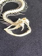 White-lipped Pit Viper Articulated Taxidermie volledige, Antiek en Kunst