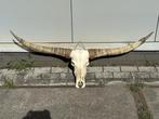 Veiling -  Echte Texas Longhorn van 157 cm, Nieuw
