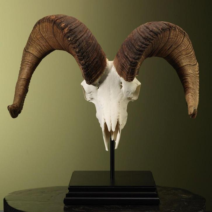 Dalls Schaap Schedel Taxidermie Opgezette Dieren By Max, Verzamelen, Dierenverzamelingen, Opgezet dier, Nieuw, Wild dier, Ophalen of Verzenden