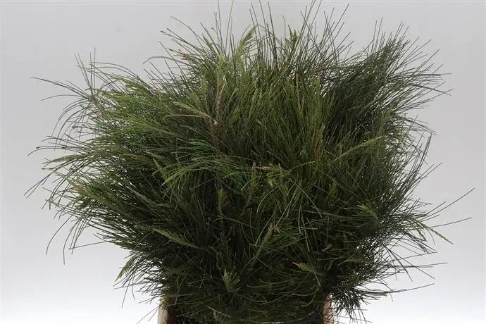 Casuarina bundel geschikt om te drogen, Huis en Inrichting, Woonaccessoires | Kunstplanten en Kunstbloemen, Nieuw