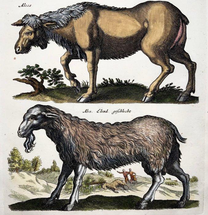 Matthäus Merian (1593-1650) - hand-coloured folio: Bull,, Antiquités & Art, Antiquités | Livres & Manuscrits