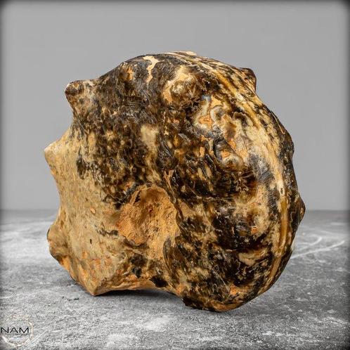 Zeldzame fossielen ammoniet-Mamites Nodosoides met, Verzamelen, Mineralen en Fossielen