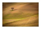 Sergio Sberna - Solitario in val dOrcia, Antiek en Kunst, Kunst | Schilderijen | Modern