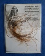 Mammoethaar uit de Permafrost - Fossiel fragment - Mammuthus