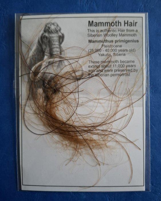 Mammoethaar uit de Permafrost - Fossiel fragment - Mammuthus, Verzamelen, Mineralen en Fossielen