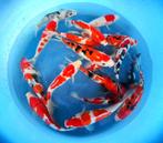 Hirasawa Marusei 28-35cm (Japanse Koi), Tuin en Terras, Ophalen of Verzenden, Nieuw