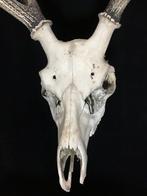 Cerf Sika Ramure de cervidés - Japanese Vintage Object - 70