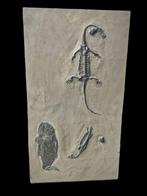 Big Fish speelt met twee Keichousaurus. - Gefossiliseerd
