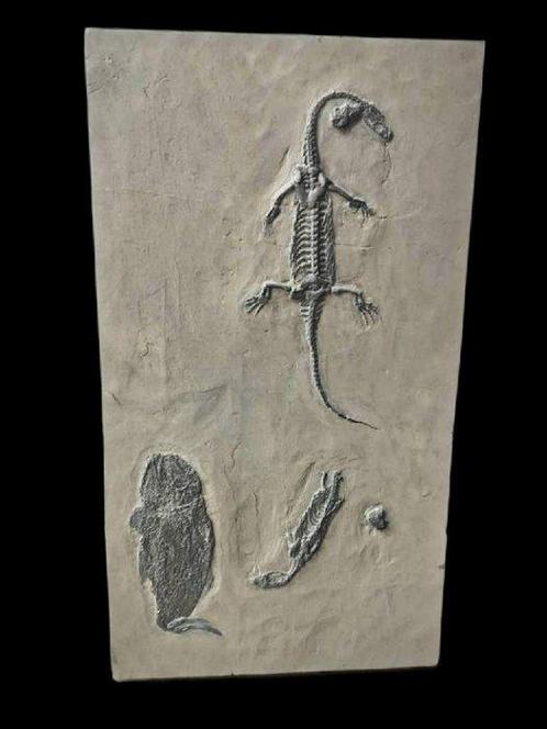 Big Fish speelt met twee Keichousaurus. - Gefossiliseerd, Verzamelen, Mineralen en Fossielen