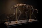 Holenleeuw - Fossiel skelet - Panthera Spelea - 234 cm - 60, Verzamelen