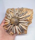 Zee-egel - Gefossiliseerd dier - Dickisicidaris (Zonder