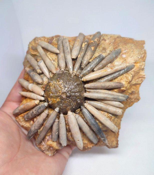 Zee-egel - Gefossiliseerd dier - Dickisicidaris (Zonder, Verzamelen, Mineralen en Fossielen