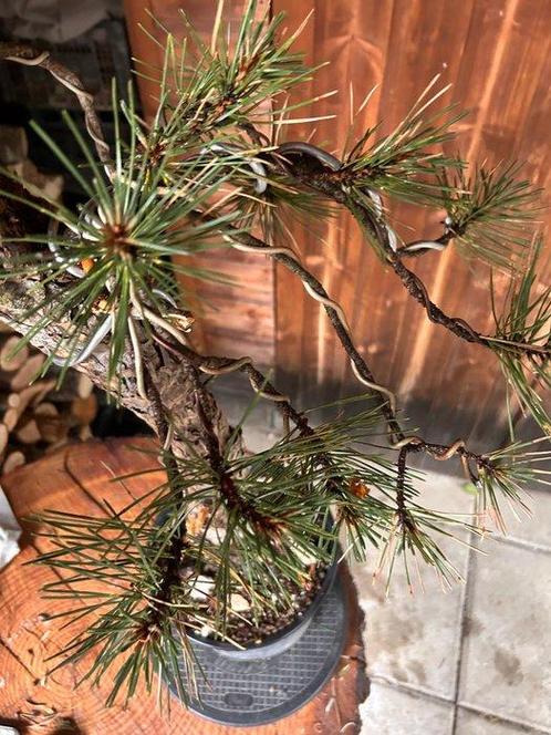 Bonsaï Pin (Pinus) - Hauteur (arbre) : 100 cm - Profondeur, Antiek en Kunst, Curiosa en Brocante