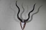 Greater Kudu Schedel - Tragelaphus strepsiceros - 45 cm -, Verzamelen, Dierenverzamelingen, Nieuw