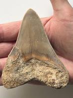 Hamerhaai-tand 10,2 cm - Fossiele tand - Carcharocles