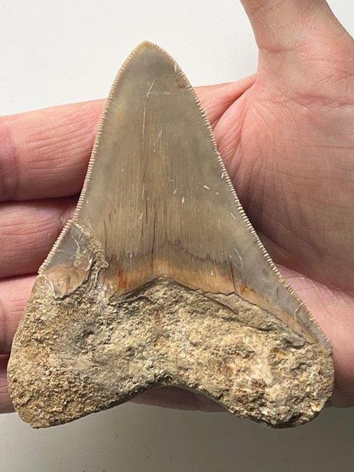 Hamerhaai-tand 10,2 cm - Fossiele tand - Carcharocles, Verzamelen, Mineralen en Fossielen