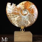 Mooie kwaliteit ammoniet - Cleoniceras fossiel ammoniet op