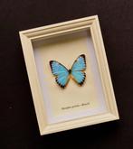 Papillon Support de corps entier pour taxidermie - Morpho