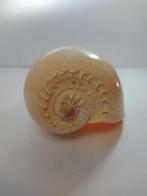 baleuse lourde Coquillage marin - Concha marina de caracol, Antiek en Kunst