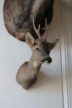 Trophée de chasse, Verzamelen, Dierenverzamelingen, Nieuw