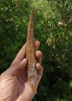 Haai - Fossiel wervelbot - aleta dorsal de tiburón Hybodus -