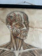 G.B van Goor - Oude anatomische schoolplaat van de mens