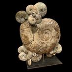 Cleoniceras - Gefossiliseerde schelp - 66 cm - 52 cm