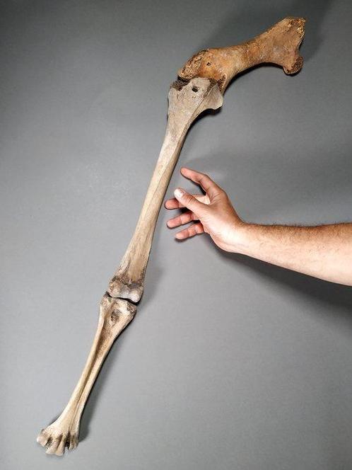 Tibia, tarsus et fémur de loiseau éléphant Ensemble, Verzamelen, Mineralen en Fossielen