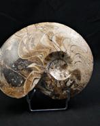 Goniatiet - Gefossiliseerde schelp - Goniatite Pieza, Verzamelen