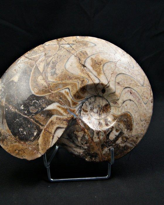 Goniatiet - Gefossiliseerde schelp - Goniatite Pieza, Verzamelen, Mineralen en Fossielen