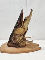 Snoek Taxidermie hoofdmontage - Esox lucius - 34 cm - 34 cm, Verzamelen, Nieuw