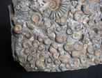 Ammoniet - Gefossiliseerde schelp - Promicroceras, Caesites,, Verzamelen