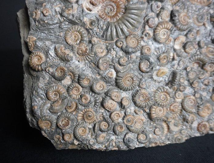 Ammoniet - Gefossiliseerde schelp - Promicroceras, Caesites,, Verzamelen, Mineralen en Fossielen