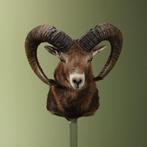 Moeflon Taxidermie Opgezette Dieren By Max, Verzamelen, Dierenverzamelingen, Ophalen of Verzenden, Nieuw, Wild dier, Opgezet dier