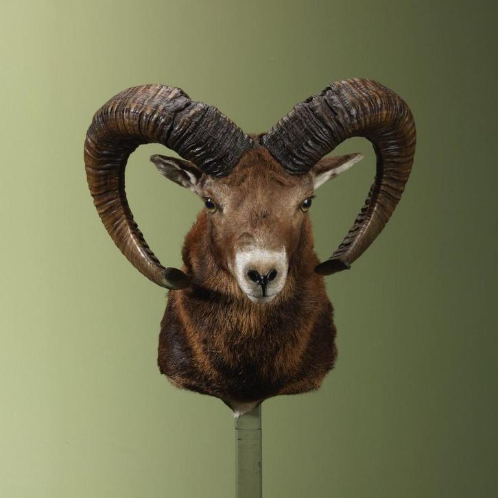 Moeflon Taxidermie Opgezette Dieren By Max, Verzamelen, Dierenverzamelingen, Opgezet dier, Nieuw, Wild dier, Ophalen of Verzenden