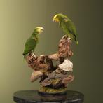 Geelkopamazone Koppel Taxidermie Opgezette Dieren By Max, Ophalen of Verzenden, Nieuw, Vogel, Opgezet dier