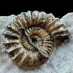 Ammonite - Coquillage fossilisé - Androgynoceras (Charmouth), Collections, Minéraux & Fossiles