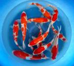 Hirasawa Marusei 28-35cm (Japanse Koi), Tuin en Terras, Vijvers, Ophalen of Verzenden, Nieuw