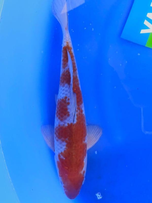 HQ Ochiba Singure van Yamaju 37cm (Japanse Koi), Jardin & Terrasse, Étangs, Enlèvement ou Envoi