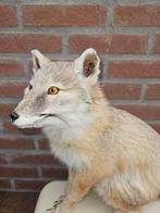 Corsac vos Support de corps entier pour taxidermie - Vulpes, Verzamelen, Dierenverzamelingen, Nieuw
