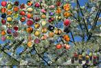 Fruitbomen, mooi groot sortiment nieuwe en oude soorten