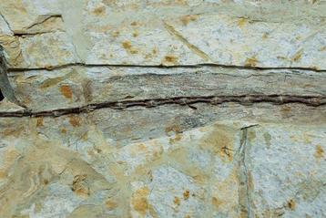 Matrice fossile - Anchiornis - 40 cm - 31 cm, Collections