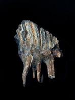 Wolharige mammoet - Fossiele tand - 15 cm - 12 cm, Verzamelen, Mineralen en Fossielen
