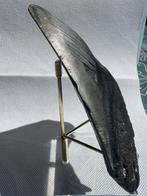 Megalodon - Fossiele tand - Carcharocles megalodon - 13.7 cm