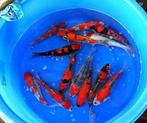 Ikarashi Ozumi  36-42 cm (Japanse Koi), Tuin en Terras, Ophalen of Verzenden, Nieuw