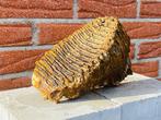 Mammouth laineux - Molaire fossile - Mammuthus primigenius -