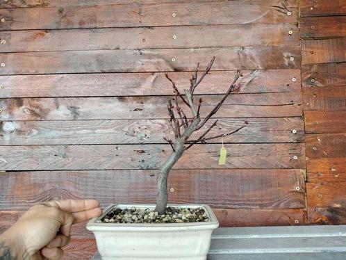 Prunus pisardii-bonsai - Hoogte (boom): 25 cm - Diepte, Antiek en Kunst, Curiosa en Brocante