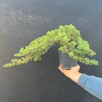 Jeneverbes bonsai (Juniperus) - Hoogte (boom): 15 cm -