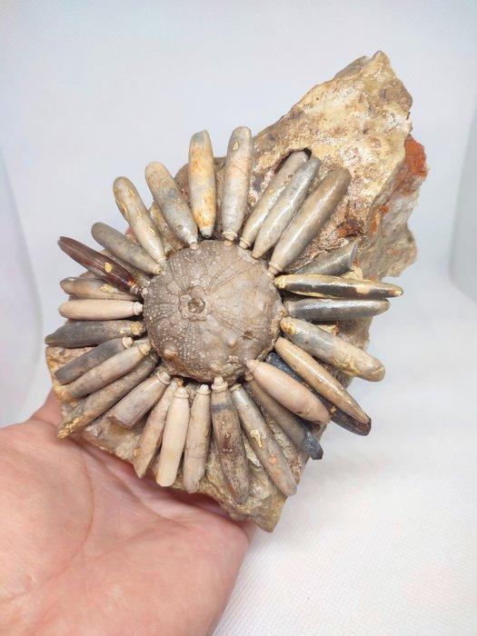 Zee-egel - Gefossiliseerd dier - Dickisicidaris (Zonder, Verzamelen, Mineralen en Fossielen